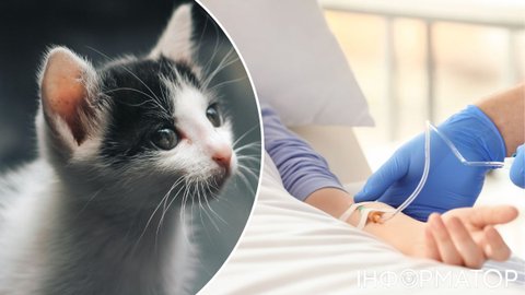 У Львові жінка загинула від сказу, на цвинтарі її вкусило бездомне кошеня