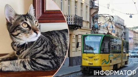 У Львові великий скандал через російськомовних котів: Ілько Лемко вказав на гірку правду