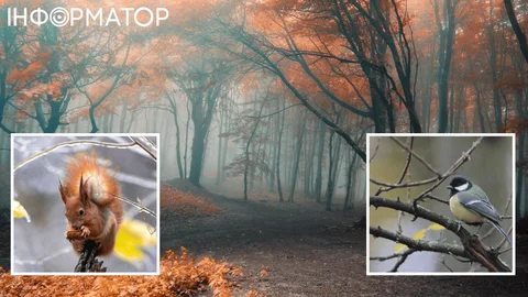 Україну скує мороз, лише на півдні майже весна - прогноз погоди на 20 листопада