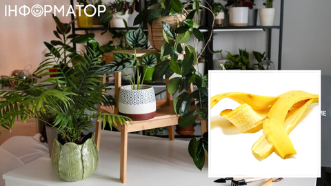 Кто бы мог подумать: дурацкий совет, протирать листья комнатных растений кожурой банана, работает