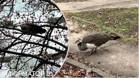 Эвакуированная самка павлина сбежала от военных и поселилась на дереве в центре Днепра - требует зерна и моркови