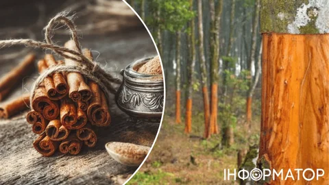 Фальшивая корица: как по этикетке понять, что перед вами дешевый аналог