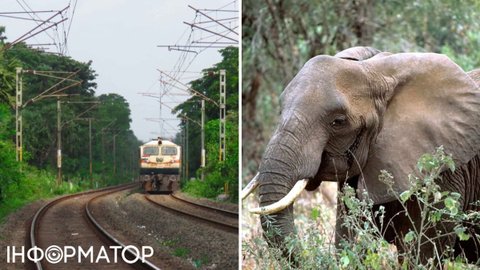 Жахливий випадок в Індії: потяг протаранив стадо слонів, тварини загинули