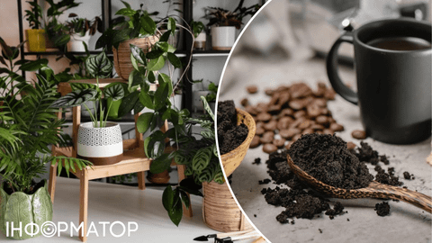 Кофейную гущу можно использовать повторно, но есть пара правил