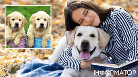 Правило один к семи оказалось ошибкой: как пересчитать собачий возраст в человеческий