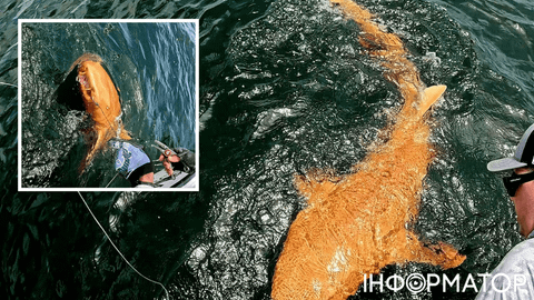 Рибалки спіймали реальну золоту рибку, але вона така страшна, що її відпустили - фото