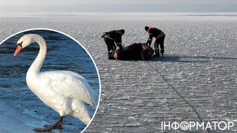 Придніпровʼя у полоні зимової негоди: надзвичайники розповіли проникливу історію про лебедя в крижаній пастці