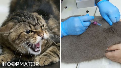 Серед тварин на Харківщині поширився сказ: місцеві вважають - це через війну