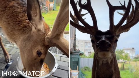 На Рівненщині збили відомого оленя Бориса: водійка втекла, але поліція її розшукала