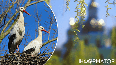 Синоптики рассказали, когда ждать похолодания – прогноз погоды на 25 марта