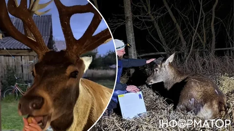 Олень Борис після ДТП у критичному стані: шанс на порятунок тварини втрачено