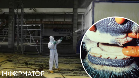 В Росії масово забивають худобу через епідемію ящуру - російська влада намагається все приховати