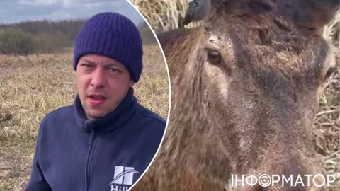 Олень Борис после ДТП пошел на поправку: его состояние стабилизировалось