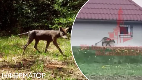 Чупакабра вернулась? В Украине заметили странное животное - видео распространяется по сети