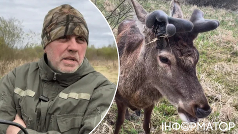 Олень Борис зник після ДТП: пошуки тривають щодня