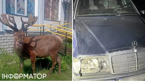 Суд на Рівненщині покарав водійку, яка збила оленя Бориса і втекла з місця ДТП