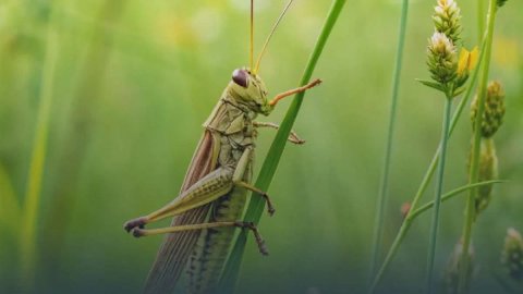 На Дніпропетровщині виявили сарану перелітну - введено особливий режим