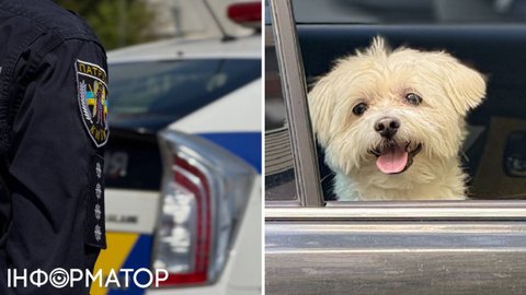 Ошибка, которая стоит жизни – полиция напомнила, почему летом нельзя оставлять животных в машине