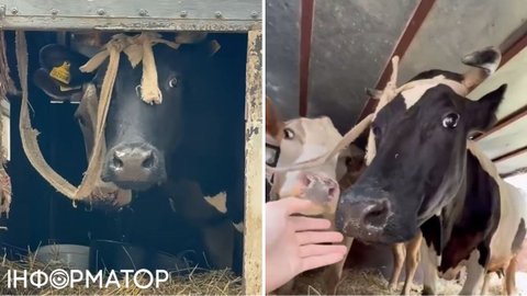 У Львові корови добу простояли у вантажівці - їх власника забрав ТЦК