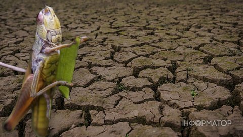 Окуповану частину Запорізької області накрила подвійна біда - посуха і сарана