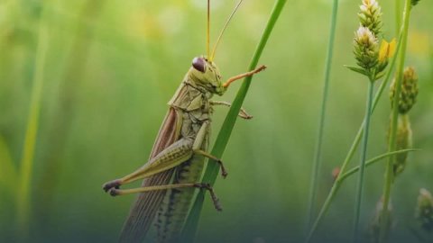 На Дніпропетровщині виявили нові осередки сарани перелітної
