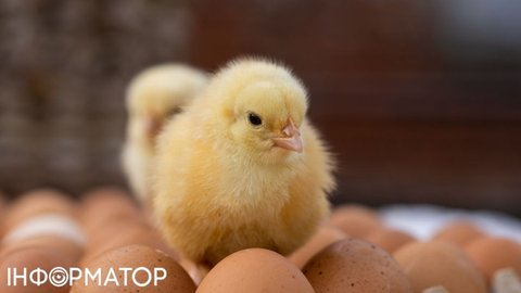 Цены на курятину и яйца – эксперты шокировали прогнозом