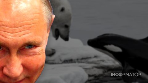 Путин сравнил нападение на Украину с охотой косаток на белых медведей