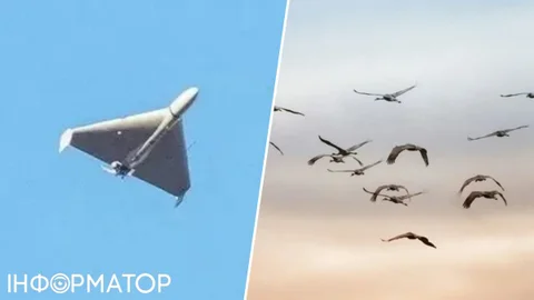 В Литве объявили воздушную тревогу из-за стаи птиц - думали дроны