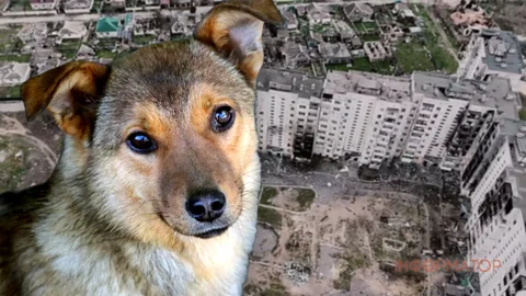 В Олешках люди почали їсти собак - продукти в місто не завозили з кінця травня