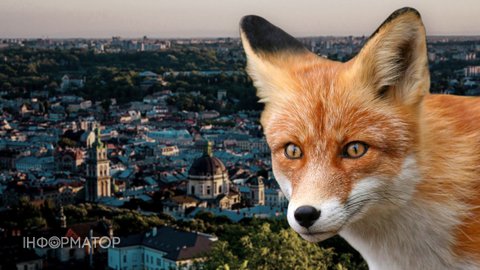 По Львову бігає руда лисиця - за годину просунулася на два кілометри у бік старого міста