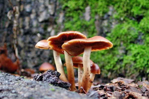 На Днепропетровщине женщина отравилась грибами, которые собрала в лесу