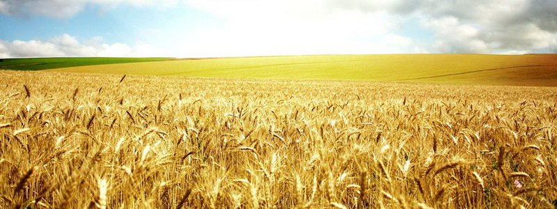 На Днепропетровщине фермеры вырастили на чужих полях 5 тонн зерна