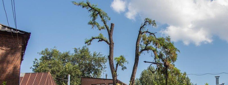 В центре Днепра из-за спила деревьев переругались жильцы многоэтажки