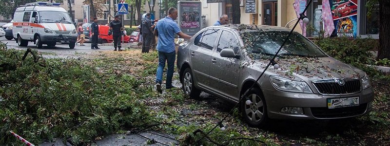 В центре Днепра на машину упало дерево