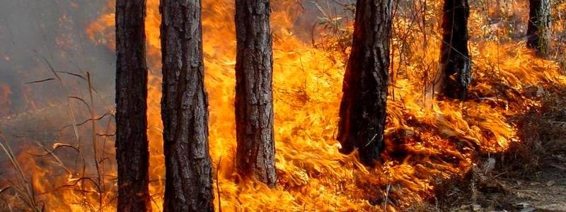 Жителей Днепра предупреждают о высокой пожарной опасности