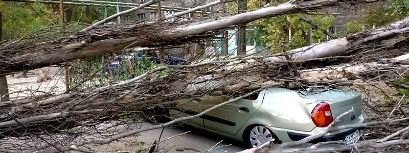 На Котляревского дерево раздавило Renault