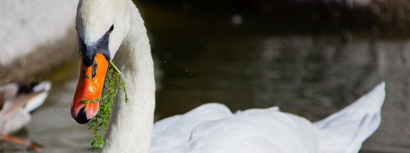 В Днепре в парке Глобы пропали лебеди: узнай причины