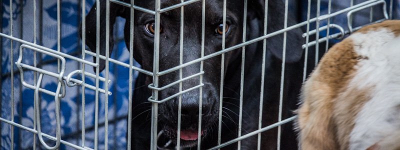 Мы в ответе за тех, кого приручили: в Днепре прошла благотворительная выставка собак "Кубок Верности"
