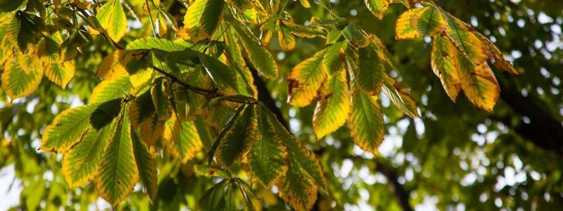 Солнце, каштаны и желтые листья: как выглядит Днепр в последние теплые дни осени