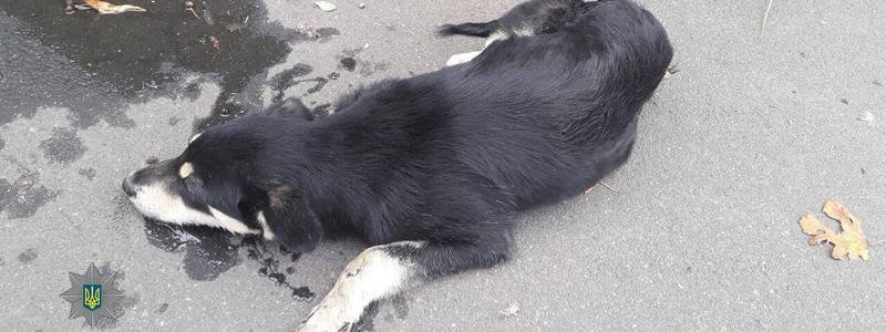 В Днепре патрульные спасли сбитого щенка
