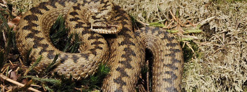 Большая змея на улице в центре Днепра напугала людей