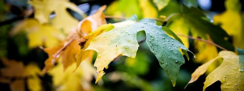 Погода на 11 ноября: в Днепре ожидаются дожди