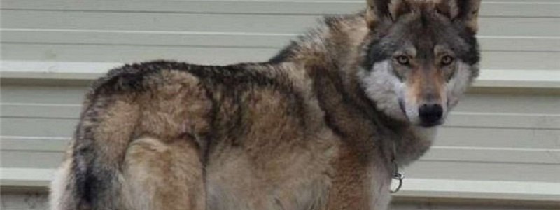 В Днепре разыскивают пропавшего метиса волка и овчарки