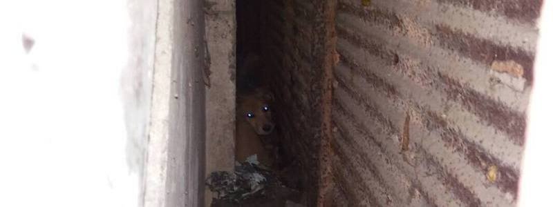Минутка добра: в Днепре ГСЧС и волонтеры спасли щенка, который застрял между гаражами