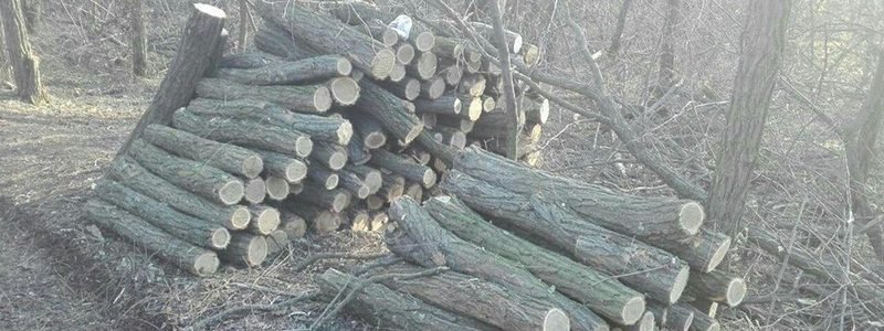 Под Днепром мужчина спиливал деревья в заповедной зоне
