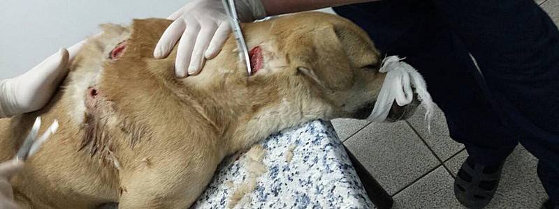 В Днепре неизвестные порезали собаку ножом: животному требуется помощь