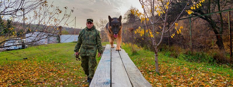 "Мы – команда!": как в Днепре тренируют собак-полицейских