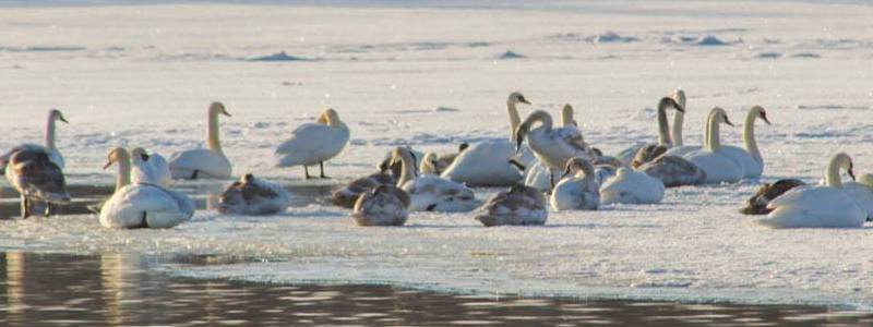 Под Днепром лебеди оказались в ледяной ловушке