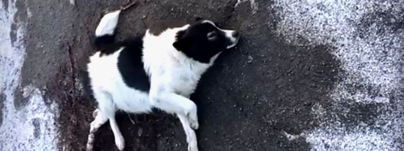В Днепре неизвестные подстрелили беременную собаку: животному требуется помощь