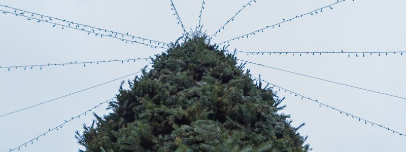 Праздник приближается: в парке Глобы уже установили елку